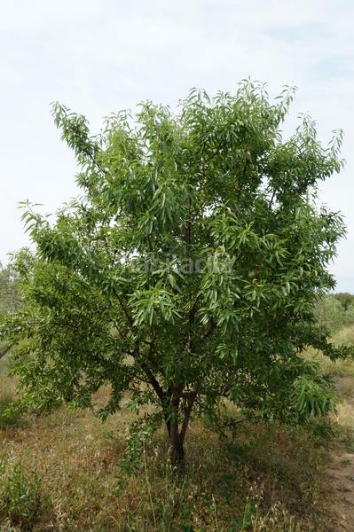 Foto 03c27f21-651c-4adc-aed3-11c5598ae626. Finca rústica  de 4.000 m2 muy natural en Riudoms