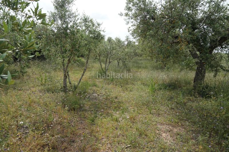 Foto 1a7d8cc2-a41f-4600-9352-4efb3ea8e0bc. Finca rústica  de 4.000 m2 muy natural en Riudoms