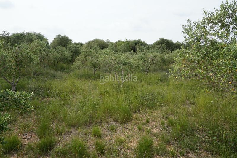 Foto 5a532a7e-2b45-489f-bb6e-e8fdd841191b. Finca rústica  de 4.000 m2 muy natural en Riudoms