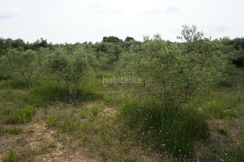 Foto 62cd3dfc-a6ec-4b4d-86db-84a9cf6c5ab5. Finca rústica  de 4.000 m2 muy natural en Riudoms