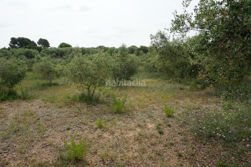 Foto 76a9a84f-e03c-43b5-a1ef-9b6a4cdcd1fe. Finca rústica  de 4.000 m2 muy natural en Riudoms