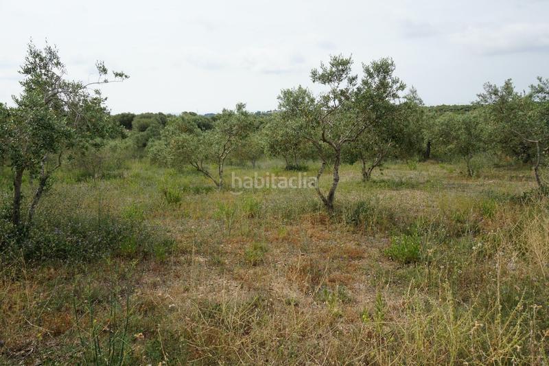Foto 93199627-6dbb-483e-8feb-0f2b72bc1cbc. Finca rústica  de 4.000 m2 muy natural en Riudoms