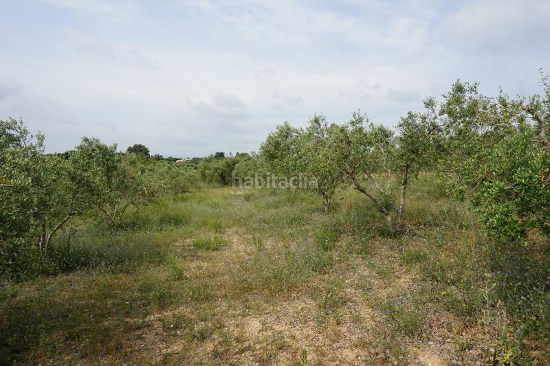 Foto d3114e0b-6c62-48e7-a38a-be0a8fc180cf. Finca rústica  de 4.000 m2 muy natural en Riudoms