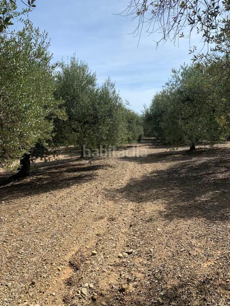 Foto 0f21ed7e-3439-4229-bf6e-ac3895f30f04. Finca rústica a Riudoms