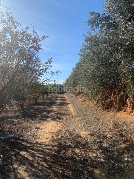 Foto 246deeea-a2a9-42a4-9d43-65e335c001f0. Finca rústica a Riudoms