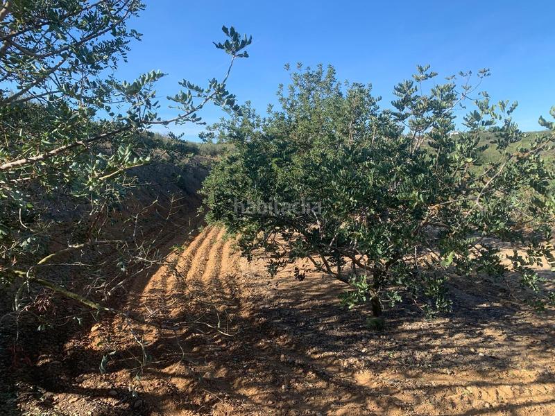 Foto d1a9710d-d031-438a-beb8-805ccfd0bf8c. Finca rústica a Riudoms