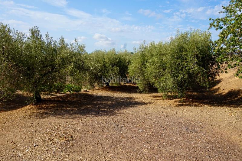 Foto efafda46-3c63-47a5-80e1-69181db20197. Finca rústica a Riudoms