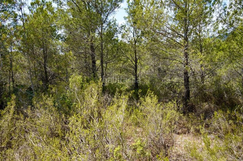 Foto a952d840-f345-4bba-9725-4ee9e84eee4d. Fondo rustico in Vandellòs i l´Hospitalet de l´Infant