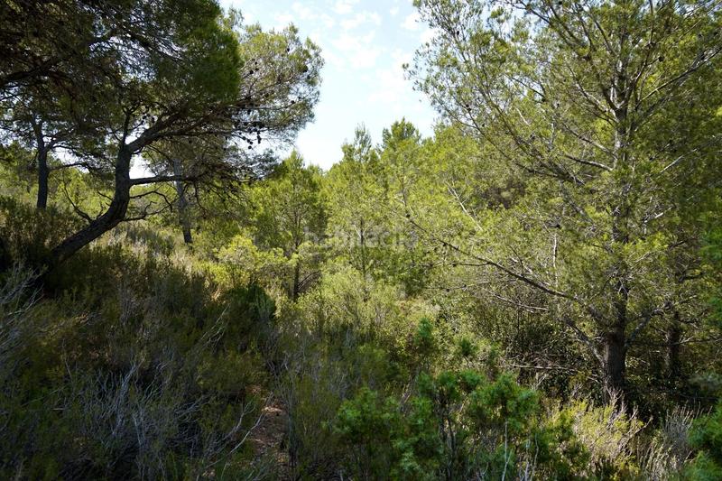 Foto ca0d5dc7-d957-404d-8bf9-9b460bf6c99f. Fondo rustico in Vandellòs i l´Hospitalet de l´Infant