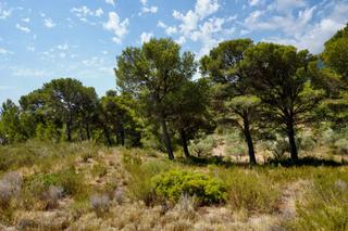 Finca rústica  11. Bella finca rústica de 7506 m2 con pinos