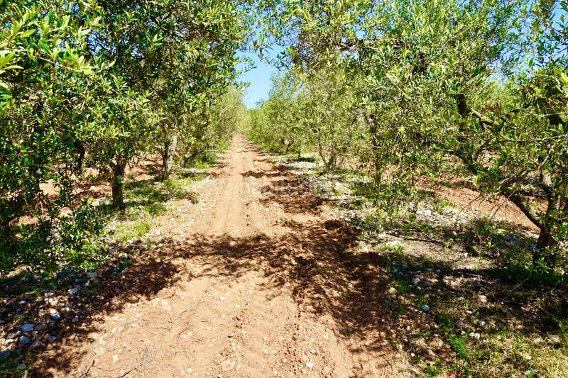 Foto 517d1e7a-5359-4501-bff5-d7622f628fa4. Propriété dans Poble Mont-roig del Camp