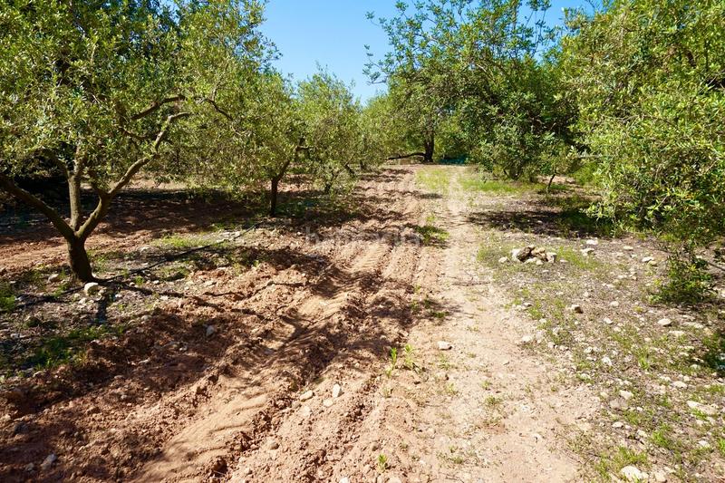 Foto 7bb05e25-8b53-4710-9a08-5d3e08cb4328. Propriété dans Poble Mont-roig del Camp