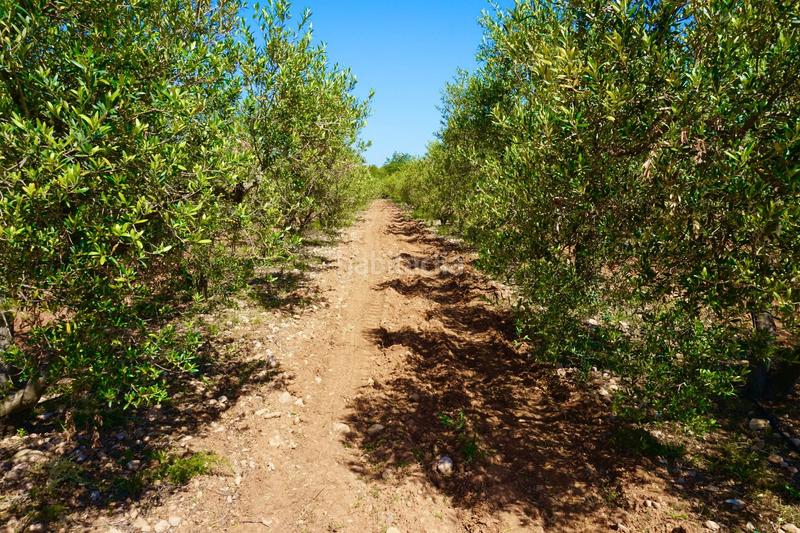 Foto b2acc305-8590-413a-a64b-4b2d8f4635ee. Propriété dans Poble Mont-roig del Camp