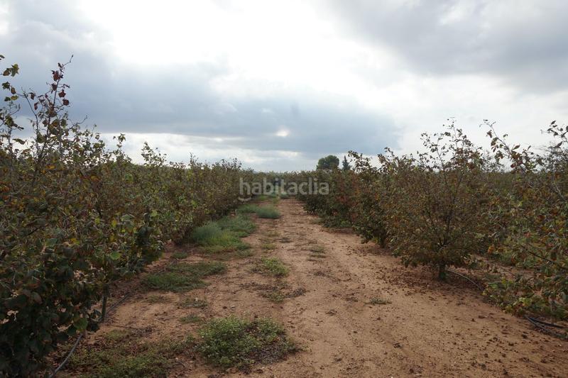 Foto 238c8945-02c1-461b-8c72-2728519c6602. Finca rústica a Constantí