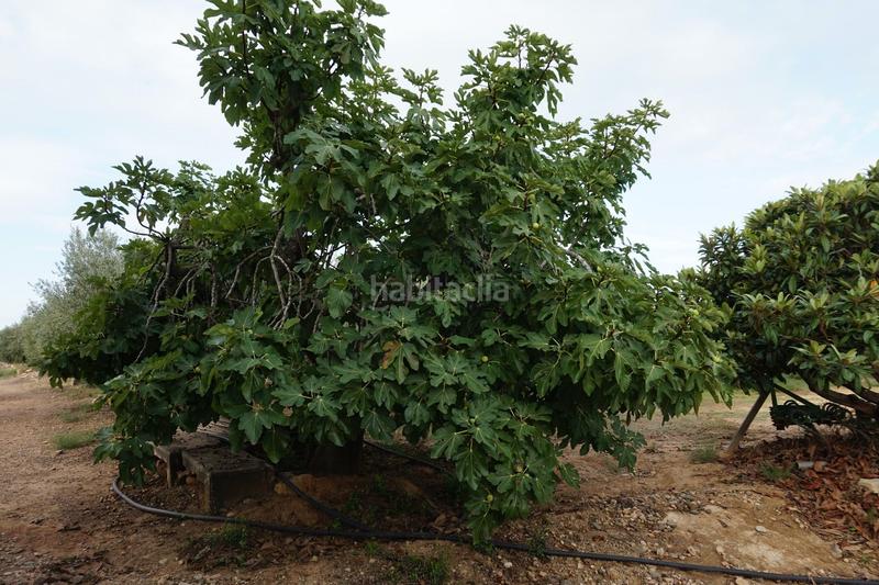 Foto 34fb4c38-4b8d-4a82-852c-255514c9c6aa. Finca rústica a Constantí