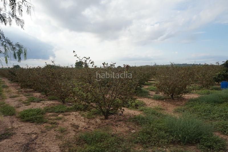 Foto 5d9e8c29-cb6f-41dd-bd06-aaa0baea126f. Finca rústica a Constantí