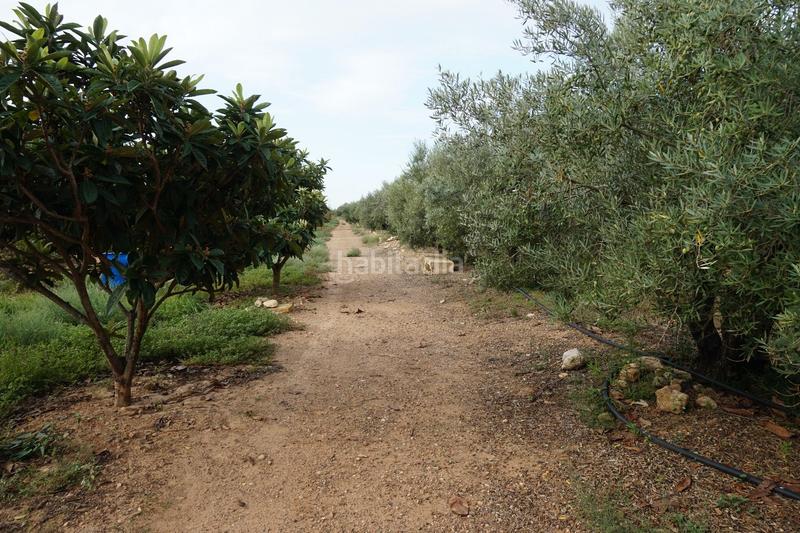 Foto 81886299-7a5b-4cd3-8b60-b4143c12fa41. Finca rústica a Constantí