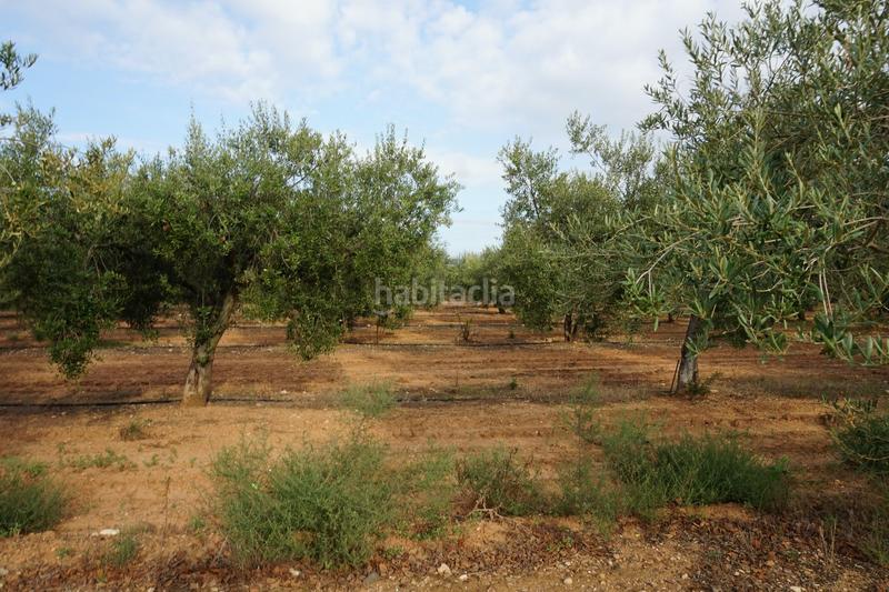 Foto de930126-2fa5-4bf9-b293-846d4aa8c616. Finca rústica a Constantí