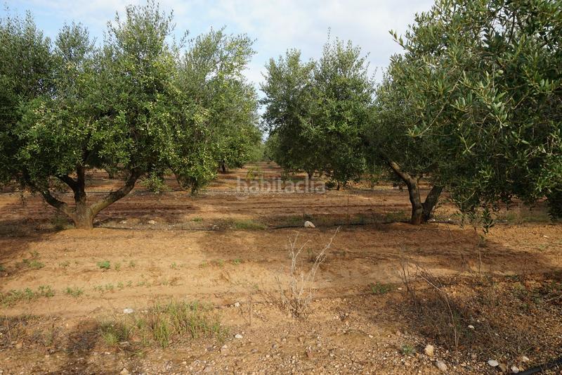 Foto f54c5a95-8578-484e-9f7f-bba5f6bd16e4. Finca rústica a Constantí