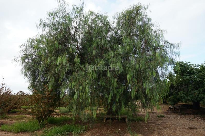 Foto fe642bb5-1c41-4854-89f2-88d5eea2e76e. Finca rústica a Constantí