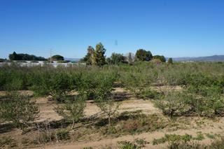 Terreny residencial  Planes del roquis. Finca de 4,5 ha a pie de carretera