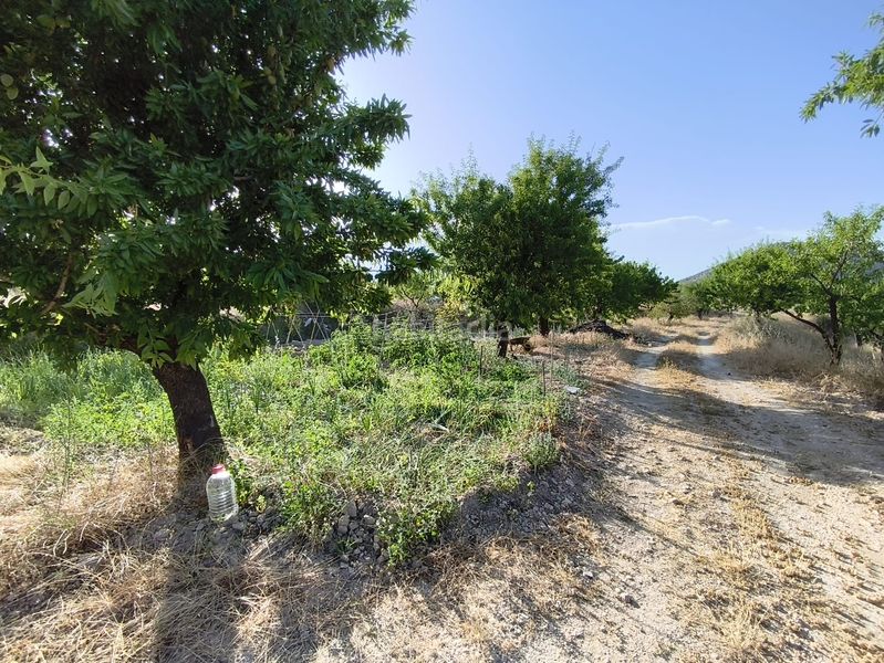 Foto 238c6aaa-e979-49c6-bb35-86c0eb467df2. Finca rústica a Vélez - Blanco