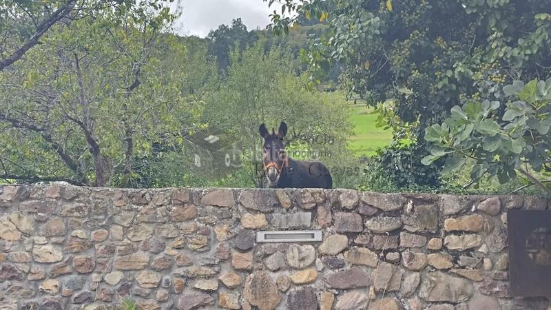 Foto e8db0d21-0716-45c3-8f2b-f95d5a0e9ae3. Edifici a Tineo