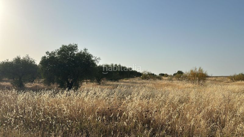 Foto 730d2e70-f99d-4386-9c80-1614622eb20d. Finca rústica venta de parcela en Don Benito