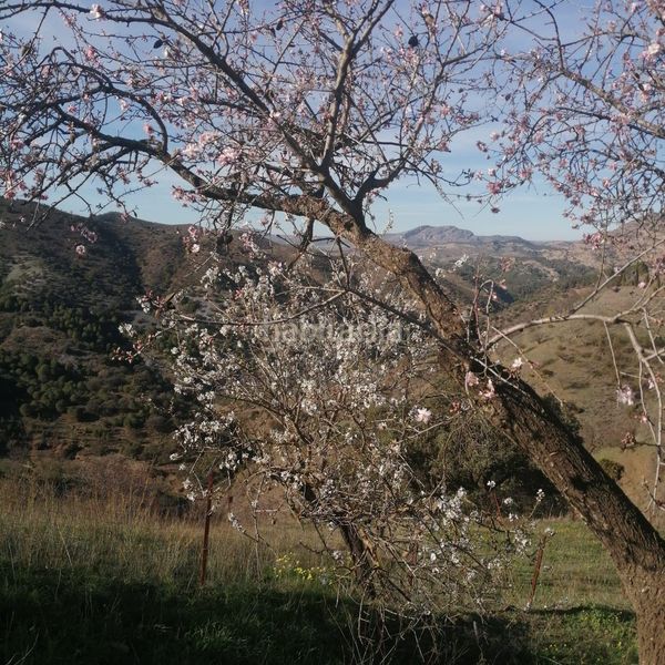 Foto 81edd48f-6788-4d1a-910a-3422d00b233b. Finca rústica a Ardales