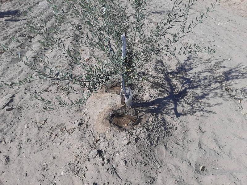 Foto 130be6a9-fa43-4b21-9691-9c94caff4daa. Chalet avec parking dans Calamonte