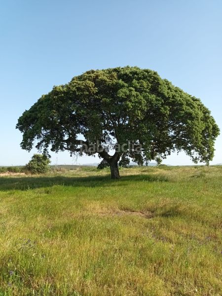 Foto d025a3ea-f7e0-4cc4-beaf-e56d9c64b82c. Finca rústica en Este Mérida