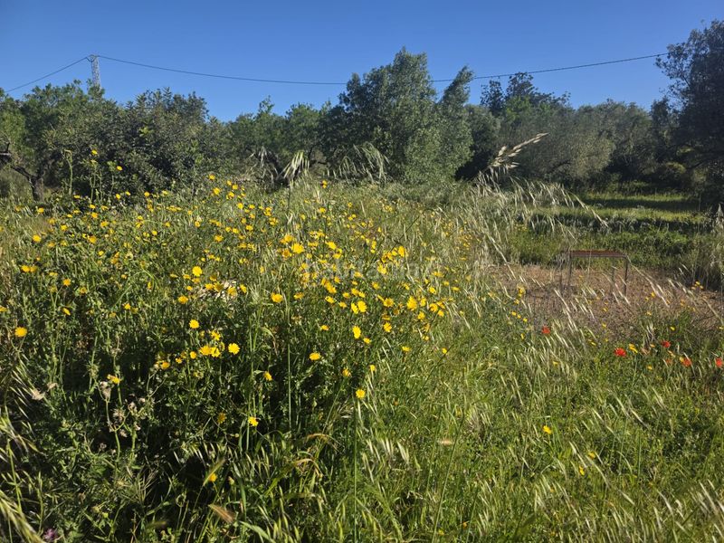 Foto 7a6f3979-ccfe-4518-af28-ebdf5365017b. Finca rústica a Aldover