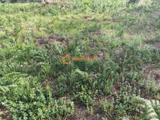 Terreno residencial en Cenlle