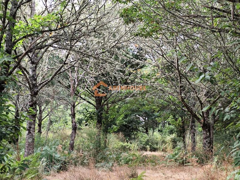 Foto 730f439e-4125-4960-b31e-8d3d828eb5ec. Terreno residencial en Amoeiro