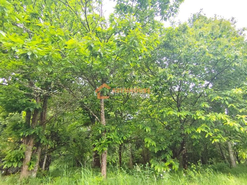 Foto 451dd278-8498-4b92-8c9b-fd7706bf0959. Finca rústica a Bande