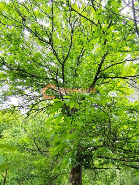 Foto 7d5a3bd9-4ed2-4450-b7fc-e75554427db2. Finca rústica a Bande