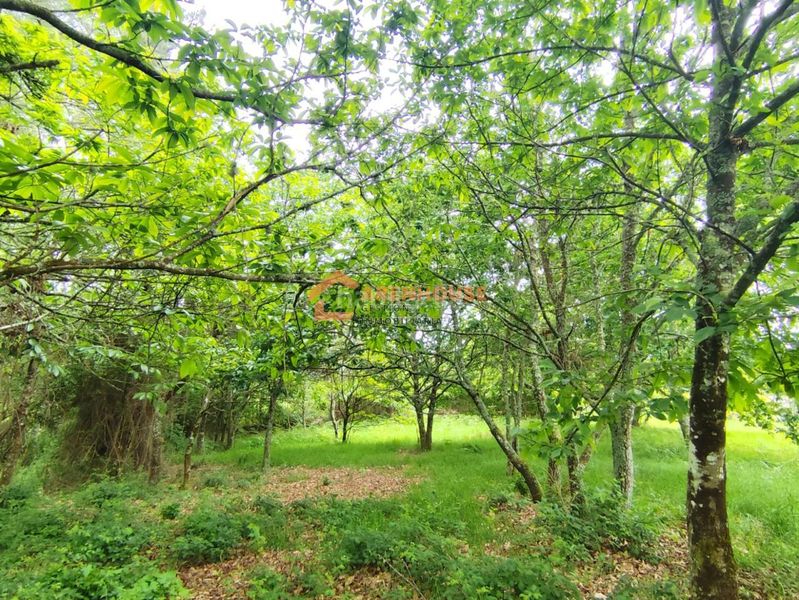 Foto 9afb62f9-96fc-492e-8e9d-f09bc678c747. Finca rústica a Bande
