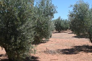 Finca rústica a Albolote. Algo más que una finca olivos de regadio