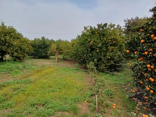 Proprit en Plaza principe de espaa 5. Finca rstica de regado en con
