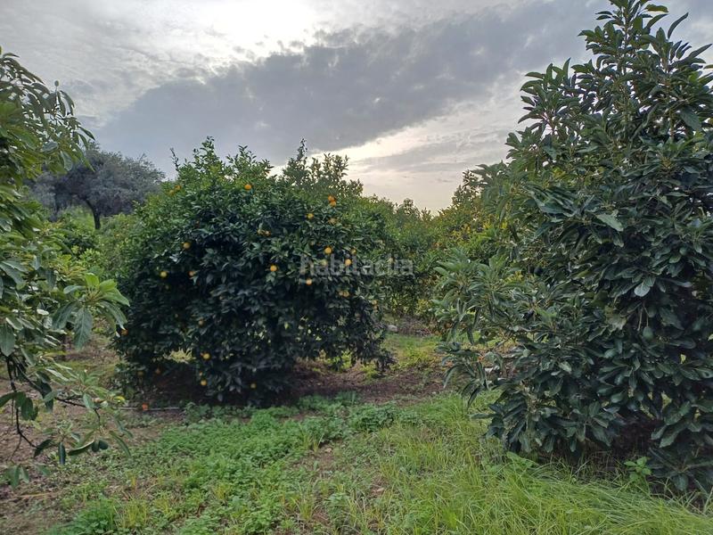 Foto 5dabb6fd-ca90-43d3-9769-74348eb6de0e. Finca rústica a plaza principe de españa 5 a Coín