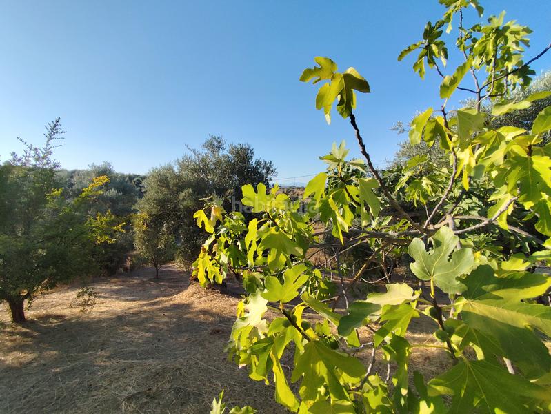 Foto b91db1a8-7d36-4e76-ac45-8d3b2f708a50. Masía en plaza principe de españa 5 finca rústica , con afo en Coín