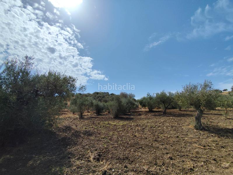 Foto 0724ce81-4c89-4ebb-bda8-d8a1a9c4ffc9. Finca rústica en avenida de españa 3d finca rústica olivar en Coín