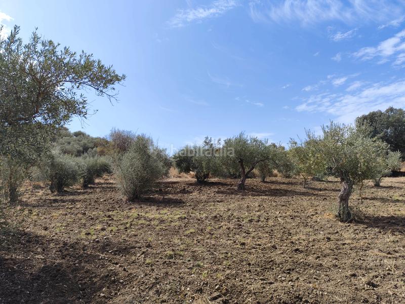 Foto 9884ae67-99bc-43da-ad5d-07fbb5144d6b. Finca rústica en avenida de españa 3d finca rústica olivar en Coín