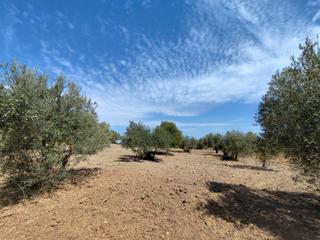 Finca rústica a Avenida de españa 3d. Finca rústica olivar en coín