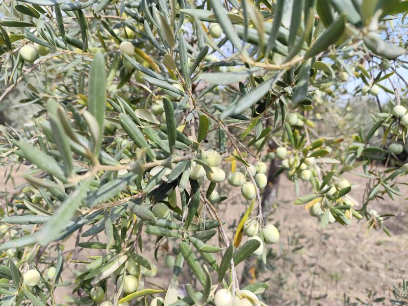 Foto dd7a031a-e27b-40d8-b4de-e51a968c3145. Finca rústica en avenida de españa 3d finca rústica olivar en Coín