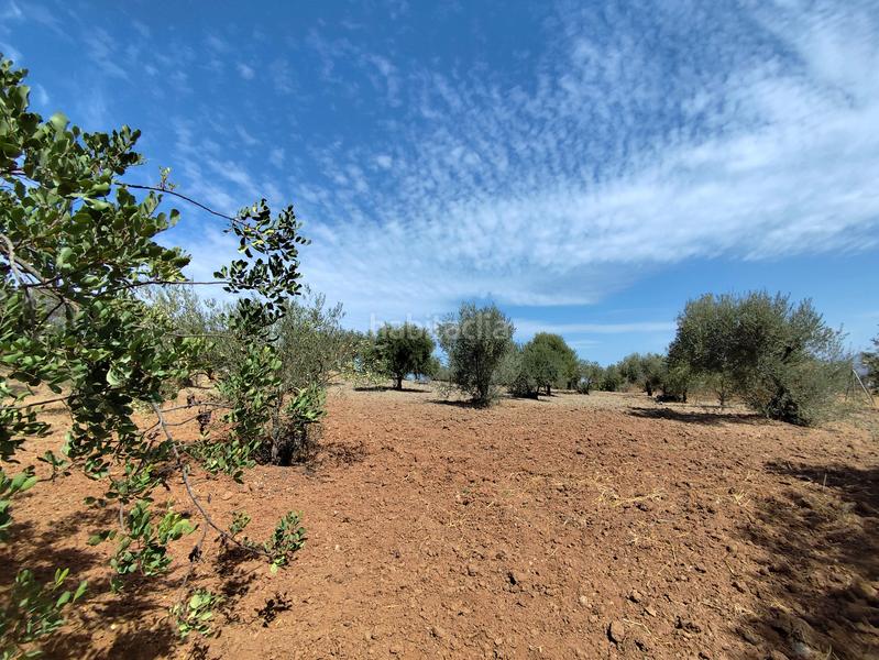 Foto ef02da21-a2c1-4391-85b0-0165f66dcb31. Finca rústica en avenida de españa 3d finca rústica olivar en Coín
