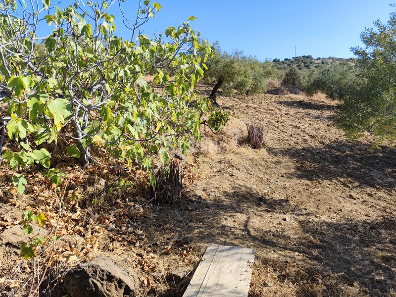 Foto 7f710605-9cc0-4345-b566-5b350d983a37. Finca rústica en n/a finca rústica con agua potable en Tolox
