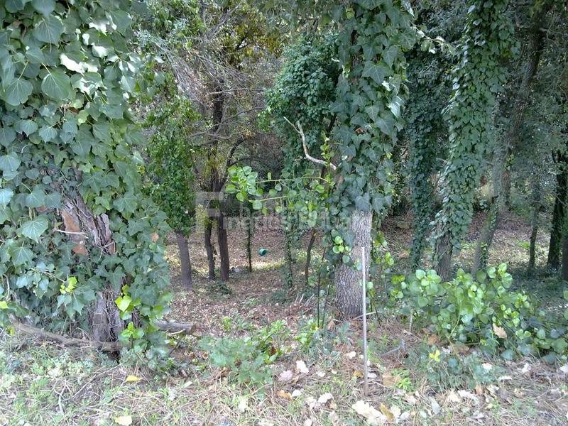 Foto fdb71908-e445-437b-b5c5-85a4a3e39369. Terreny residencial a Can Massuet del Far Dosrius