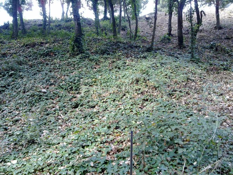 Foto 6adb3eed-e1d0-4aa8-9252-8712042e5c62. Terrain résidentiel dans Can Massuet del Far Dosrius