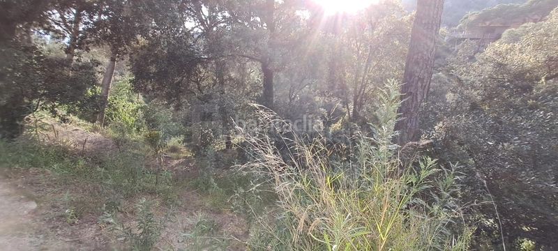 Foto 07bc4573-d9de-46b0-ad1b-21c034cb3fe4. Terreny residencial a Can Massuet del Far Dosrius